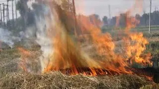 Indian farmers say they have no choice but to burn stubble despite alarming pollution levels | AFP