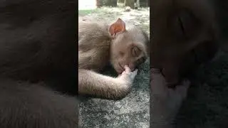 Lovely Abandoned Monkey Sleep