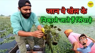 How To Harvest Water Chestnuts In india | Singharon की खेती | Singahara kheti #singhade