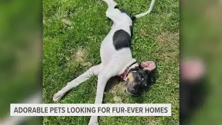 Adopt-a-Pet: Elmo, Reign and Red Bull