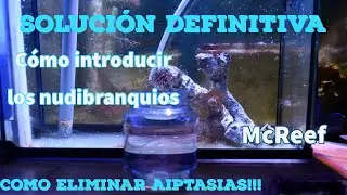 Como eliminar aiptasias segunda parte¡¡¡¡¡¡