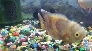 Oscar fish compatible with these fishes