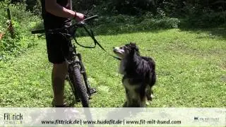 Hund am Fahrrad
