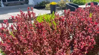 Orange rocket Barberry