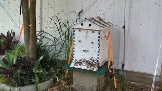 THOUSANDS OF BEES SWARM HOUSE IN LARGO FLORIDA USA