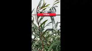 Dwarf Arctic Willow
