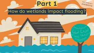 DIY Wetland Experiment
