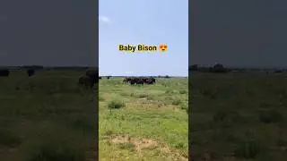 🚙 Driving PAST a Bison Herd! 😱 | Caprock Canyon State Park 🐂 #wildlife #nature