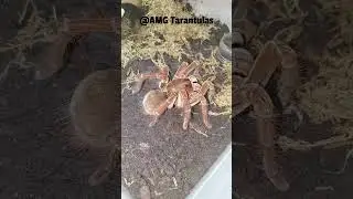 Burgundy Goliath Tarantula (Theraphosa Stirmi) Happy Dance / Worm Hunt #tarantula #goliathbirdeater