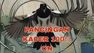 PANCINGAN KACER STRESS, KACER MBAGONG 100% PASTI ON PLAY