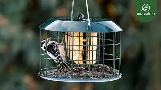 Kingsyard Squirrel Proof Feeder | Backyard Bird Watching | Relaxing Bird Videos