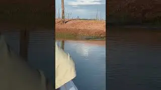 Crocodile Sighting at Lake Kariba