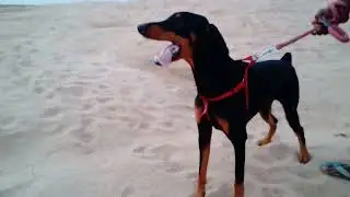 Doberman running speed|| Pampamplanet