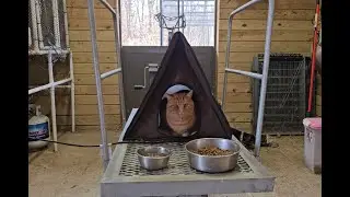 Bob Finds the Heated Cat Tent