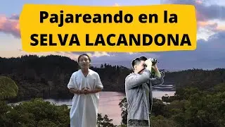 Pajareando en LA SELVA LACANDONA