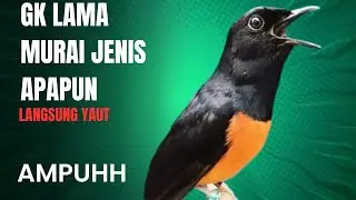 ketrekan murai batu pancingan ampuh untuk murai jenis apapun