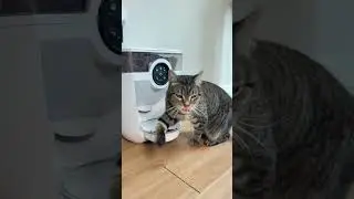 Whisker LitterRobot Feeder Robot #ad #review #cat #cats #travel