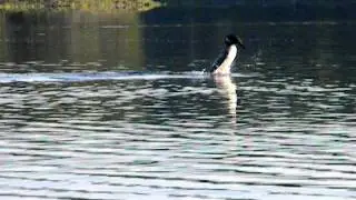 Loons calling, dancing & diving!
