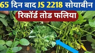 65 दिन बाद JS 2218 रिकॉर्ड तोड फलिया || JS 2218 Soybean || सोयाबीन की खेती || Soyabin Ki Kheti