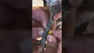 2  Opening the rings with your fingers to place on the duck's leg