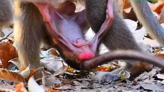 Adorable Wildlife Baby Monkey Doing His Best To Get Milk From Mommy