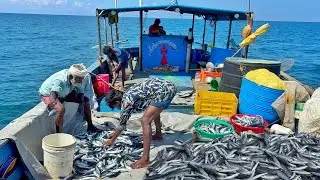 Second Day Great Day 🤩 | We Caught Lot of Flying Fishes in Deep Sea Fishing