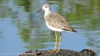 Lesser Yellowlegs Sandpiper
