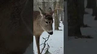 ''UNICORN'' the Whitetailed buck! (32)     #deer #venados #whitetaildeer #bigbucks #ciervo