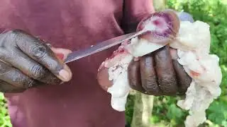 How to Check If Goat Carcass Is Safe for Consumption: Key Organs to Inspect #seo