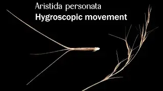 Aristida personata - hygroscopic time-lapse
