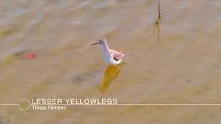 Lesser Yellowlegs