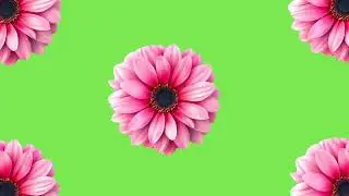 🌸 Flower Animation Background | Floral Green Screen Effects 🌸