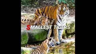 BIGGEST & SMALLEST TIGER | BIGGEST TIGER IN WORLD | SMALLEST TIGER SPECIES | TIGER SPECIES #shorts