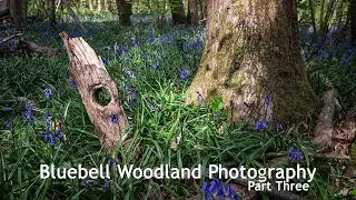 Finding Order Amongst The Chaos | Bluebell Woodland Photography