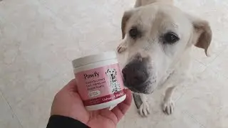 Pawfy Supports urinary tract kidney and bladder health for My Senior Dog Sammy 