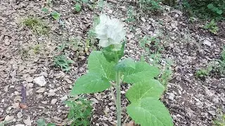 &Alpha;&eta;&gamma;&iota;ά&nu;&nu;&eta;&sigmaf; ή &Sigma;ά&lambda;&beta;&iota;&alpha; &eta; &epsilon;&rho;&upsilon;&theta;&rho;&alpha;&nu;&theta;ή&sigmaf; (Salvia sclarea) &sigma;&tau;&omicron; &phi;&alpha;&rho;ά&gamma;&gamma;&iota; &tau;&omicron;&upsilon; &Beta;&omicron;ϊ&delta;&omicron;&mu;ά&tau;&eta; &pi;&omicron;&tau;&alpha;&mu;&omicron;ύ
