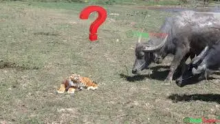 Fake Tiger vs buffalo​s Party.mp4
