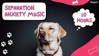 10 Hours of Deep Relaxation Music for Dogs! Music to Relax Your Dog Completely and Help with Sleep!