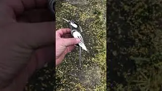 Metal bird, welded Metal sculpture