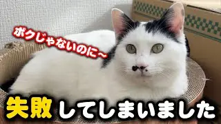 ビニールハウスから保護した猫…失敗しました