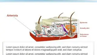 Structure Skin PowerPoint shapes - Presentation - Structure Skin