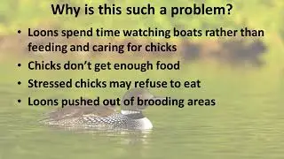 2019 Loon Chick Watch Training Video