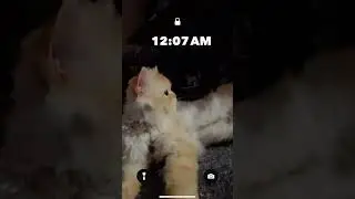 #cutecat#catlifegoals🤍