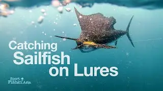 Rompin Sailfish on Megabass Stickbait Lure and Soft Plastic