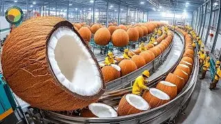 How Americans Made Coconut Processing Worth Billions: The Hidden Success Story 🥥