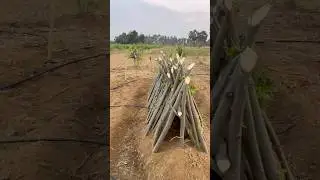 🌾Follow pannu ga nanpa 🥰 #trending #funny #motivation #viralvideo#village