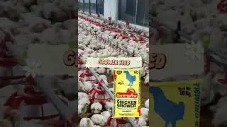 Chick Starter, Grower Feeds | Poultry Terminologies #Shorts