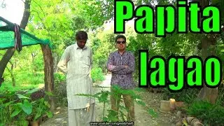 How to Grow Papaya | Papaya Plant | Papaya Tree Care | Fruit Trees