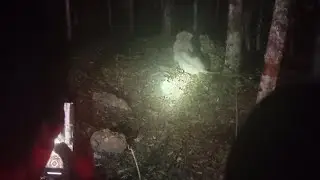 Night Safari Experience 😍