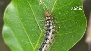 A Hairy Caterpillar Resting on a Leaf #insects #animals #nature 